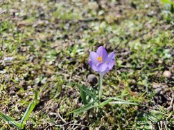 IMG_20250307_115356.jpg