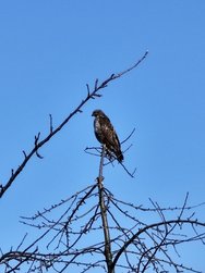 IMG_20250307_151059892.jpg
