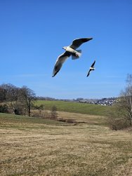 Vögel.jpg