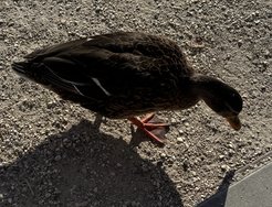 IMG_9176.jpeg