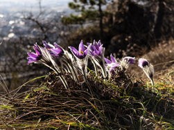 IMG_20250308_085122-Verbessert-RR.jpg