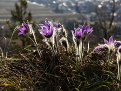 IMG_20250308_085227-Verbessert-RR-2.jpg