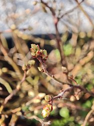 IMG_20250308_121859.jpg