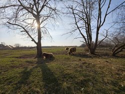 IMG_20250308_155411.jpg