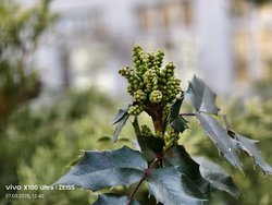 IMG_20250307_124052.jpg