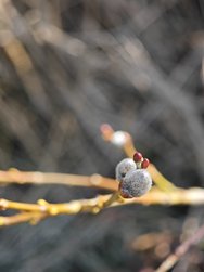 IMG_20250309_142519.jpg