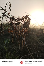 IMG_20250310_074750.jpg