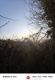 IMG_20250310_080024.jpg