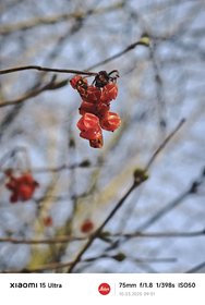 IMG_20250310_090134.jpg