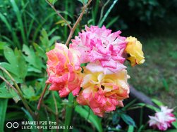 IMG_20200614_050340.jpg
