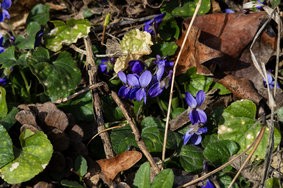 IMG_20250310_085255-Verbessert-RR.jpg