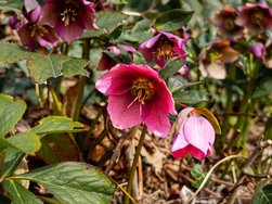 IMG_20250310_085819-Verbessert-RR-2.jpg