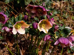 IMG_20250310_085859-Verbessert-RR.jpg