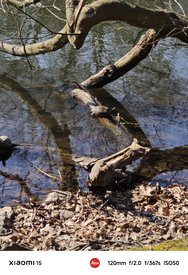 IMG_20250313_082829.jpg