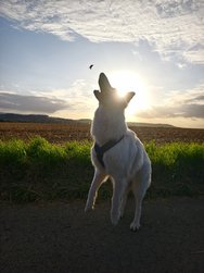 IMG_20240823_063305.jpg