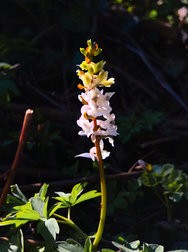 Alleine im Wald X13U 5x.jpg