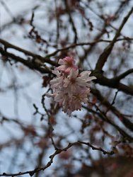 IMG_20250308_172913.jpg