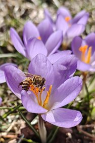 Krokus mit Biene.jpg