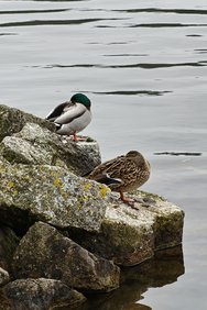 Zwei Enten.jpg