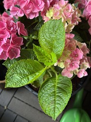 IMG_20250315_104559.jpg