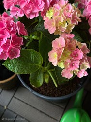 IMG_20250315_104702.jpg