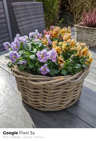 sukashi_20250315_124553.jpg