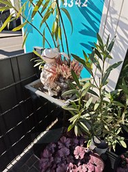 IMG_20250316_120342.jpg