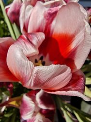 IMG_20250316_120030.jpg