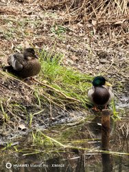 IMG_20250316_121738.jpg