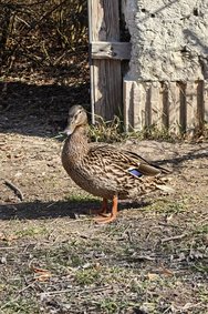 Ente.jpg