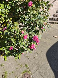IMG_20250317_151653.jpg