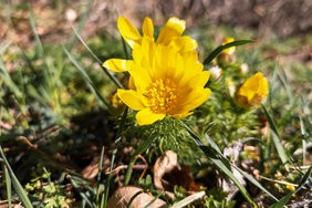 IMG_20250318_084107-Verbessert-RR.jpg