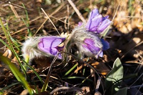 IMG_20250318_085155-Verbessert-RR.jpg