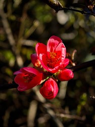 IMG_20250318_103635.jpeg