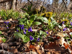 IMG_20250318_091945-Verbessert-RR.jpg