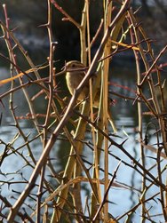 IMG_20250319_171027.jpg