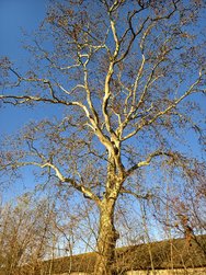 IMG_20250318_171539.jpg