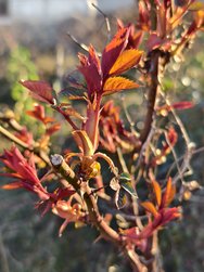 IMG_20250318_171204.jpg
