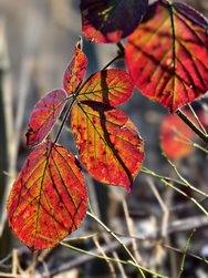 IMG_20250316_163130.jpg