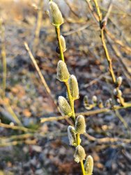 IMG_20250309_164451.jpg