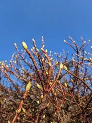 gcam120250321_145521586.jpg