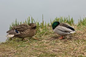 Zwei Enten Pixel 9 Pro.jpg