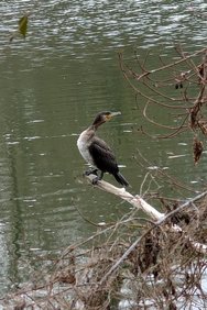 Kormoran Pixel 9 Pro.jpg