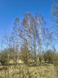 IMG_2 13MP.jpg