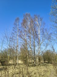 IMG_2 50MP.jpg