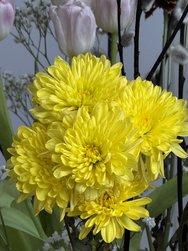 IMG_9330.jpg