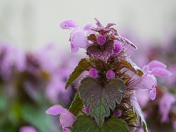 IMG_20250324_125748-Verbessert-RR.jpg