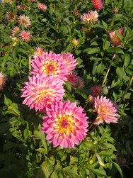 IMG_20181010_141338.jpg