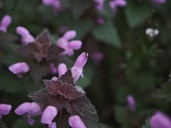 IMG_20250325_123252.jpg