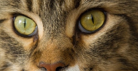 Katze URaw.jpg